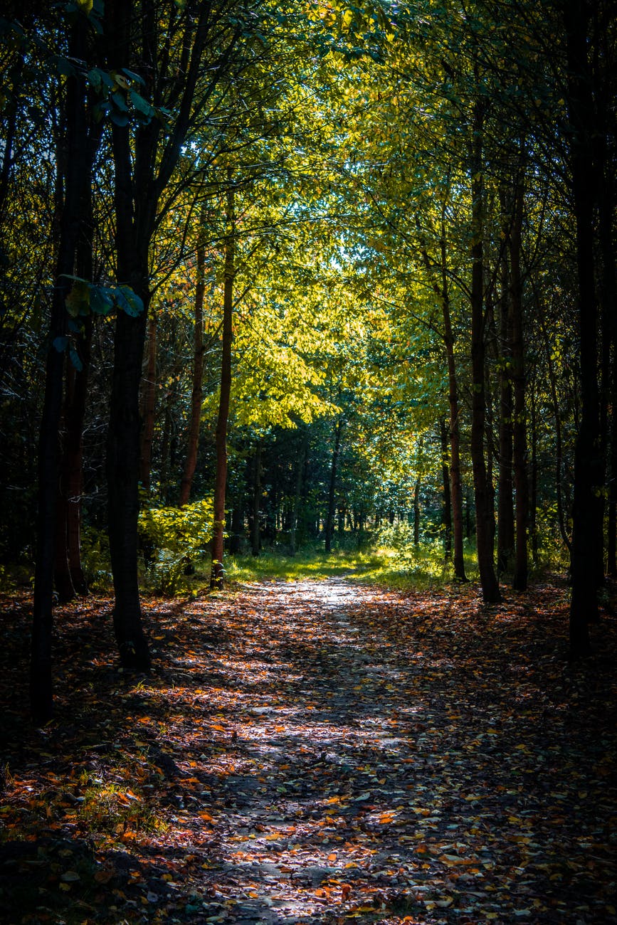 foot path in the middle of a forest